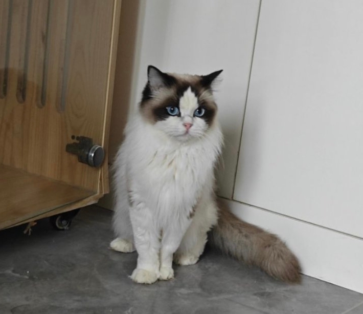 海双布偶猫妹妹